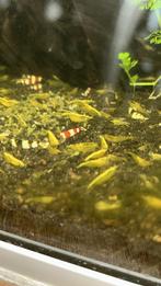 Citroen garnaaltjes met Yellow stripe, Dieren en Toebehoren, Vissen | Aquariumvissen, Kreeft, Krab of Garnaal