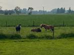 Aanbod: Loopstal/paddock/wei (pensioen) pony of shetlanders, Dieren en Toebehoren, Stalling en Weidegang, Weidegang