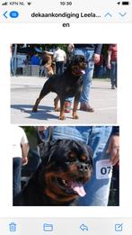 Rottweiler pups de ouderwetse met stamboom, Parvo, Particulier, 8 tot 15 weken, Buitenland
