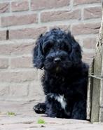 Cockapoo pup | Engelse Cocker Spaniel x Dwergpoedel, Dieren en Toebehoren, Honden | Chihuahua's en Gezelschapshonden, Nederland