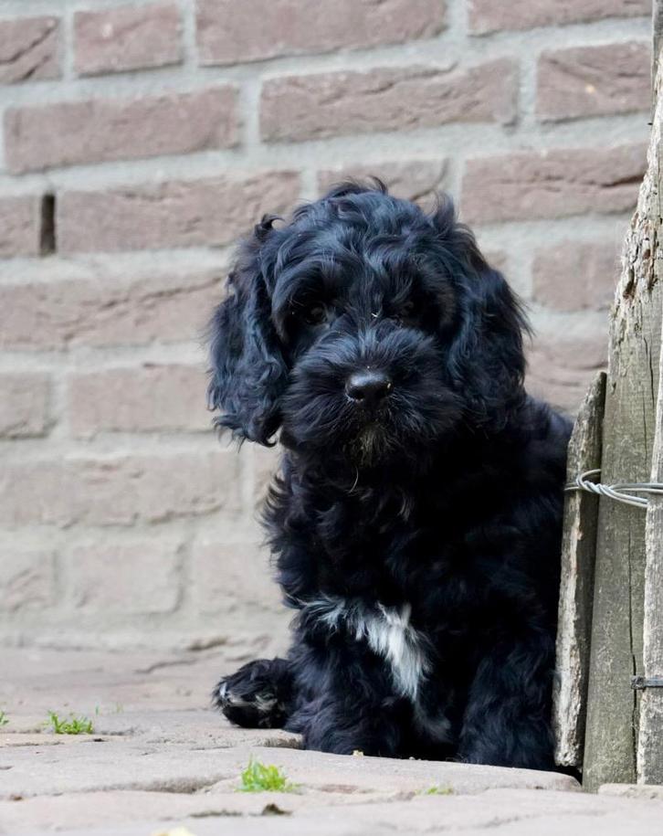 Cockapoo pup | Engelse Cocker Spaniel x Dwergpoedel, Dieren en Toebehoren, Honden | Chihuahua's en Gezelschapshonden, Reu, Fokker | Professioneel
