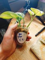 Epipremnum njoy, Overige soorten, In pot, Minder dan 100 cm, Groene kamerplant