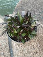 Hoya rosita ‘Red Maroon’, Huis en Inrichting, Kamerplanten, Ophalen of Verzenden, Halfschaduw, Minder dan 100 cm