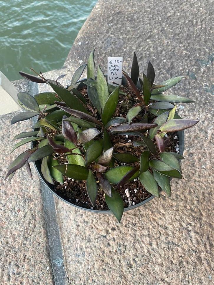 Hoya rosita ‘Red Maroon’, Huis en Inrichting, Kamerplanten, Minder dan 100 cm, Halfschaduw, Ophalen of Verzenden