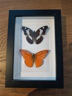 Ingelijste vlinders, Ophalen of Verzenden, Zo goed als nieuw, Insect, Opgezet dier