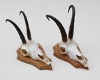 2 x  GEMS hoorns / gewei op  licht eiken schild (gewei)