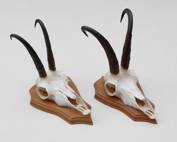 2 x  GEMS hoorns / gewei op  licht eiken schild (gewei) beschikbaar voor biedingen
