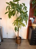 Geldboom (Pachira Aquatica) 160cm incl pot, Ophalen, Overige soorten, Halfschaduw, In pot