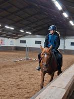 Lease paard gezocht, Dieren en Toebehoren, Ophalen, Nieuw