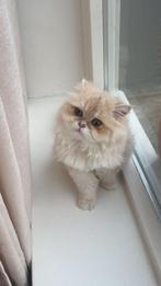 Prachtige Brits langhaarkitten meisje, Dieren en Toebehoren, Katten en Kittens | Raskatten | Langhaar, Poes, Ontwormd, 0 tot 2 jaar