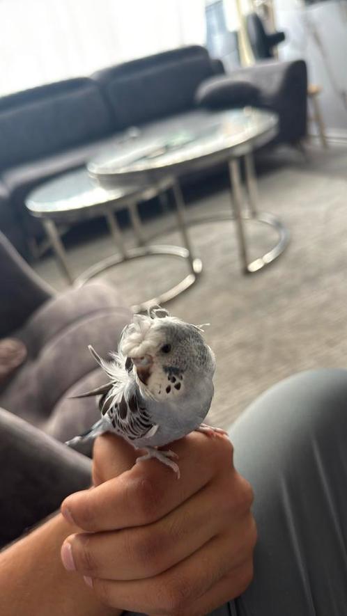 Tamme hagoromo grasparkietjes, Dieren en Toebehoren, Vogels | Parkieten en Papegaaien, Parkiet, Meerdere dieren, Tam