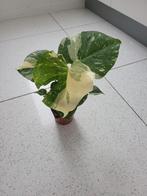 Monstera Thai Constellation, Ophalen of Verzenden, Overige soorten, Minder dan 100 cm