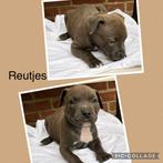 American xl Bully pups, Particulier, Rabiës (hondsdolheid), Meerdere, 8 tot 15 weken