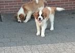 Te koop ras zuivere sint bernard pups, Overige rassen, CDV (hondenziekte), 8 tot 15 weken, Meerdere