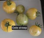 Tomaat Gele streep zaden BIO 10x, Ophalen of Verzenden, Voorjaar, Volle zon, Zaad