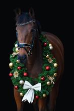 Mooie 7 jarige recreatie merrie 1m65 hoog, Dieren en Toebehoren, Paarden, Ruin, 160 tot 165 cm, Recreatiepaard, 7 tot 10 jaar