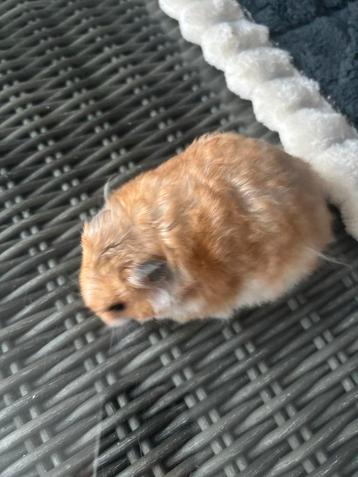 Super lieve tamme goudhamster Syrische hamster vrouw beschikbaar voor biedingen