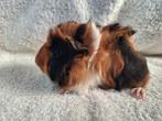 Jonge cavia's, Dieren en Toebehoren, Knaagdieren, Cavia, Vrouwelijk, Tam, September