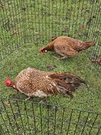 Friese geel koekoek kippen te koop, Meerdere dieren, Kip