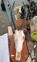 Schedel op plank, taxidermie, Verzamelen, Dierenverzamelingen, Ophalen of Verzenden, Schedel
