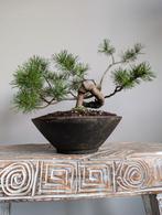 Pinus Sylvestris bonsai, Ophalen of Verzenden, Bloeit niet, Halfschaduw, Overige soorten
