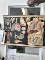 Grote schoolplaat menselijk lichaam jaren '60/'70, Antiek en Kunst, Antiek | Schoolplaten, Ophalen, Natuur en Biologie