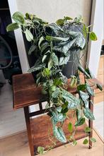 Scindapsus pictus drakenklimop hangplant in zwarte hoge pot, Ophalen, Overige soorten, Halfschaduw, In pot