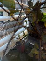 Wandelende takken 5 stuks 1 euro, Geslacht onbekend, Tam