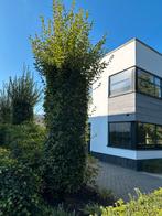 Beukenhaag Pilaren >2m - Zelf Uitgraven, Tuin en Terras, Planten | Bomen, Bloeit niet, Overige soorten, 250 tot 400 cm, Ophalen