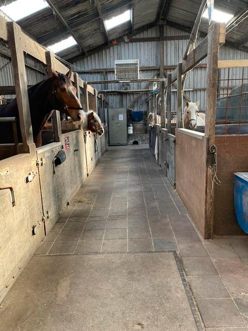 Pony box en weidegang aangeboden € 275 p/maand in Oterleek, Dieren en Toebehoren, Stalling en Weidegang, Stalling, Weidegang