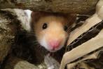 Goudhamsters enorme keus., Hamster, December, Meerdere dieren, Tam