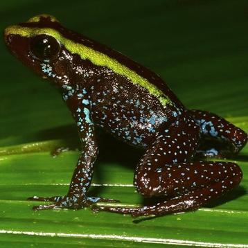 Phyllobates aurotaenia 'Groen' en 'Goud' (Tesoros lijn) beschikbaar voor biedingen
