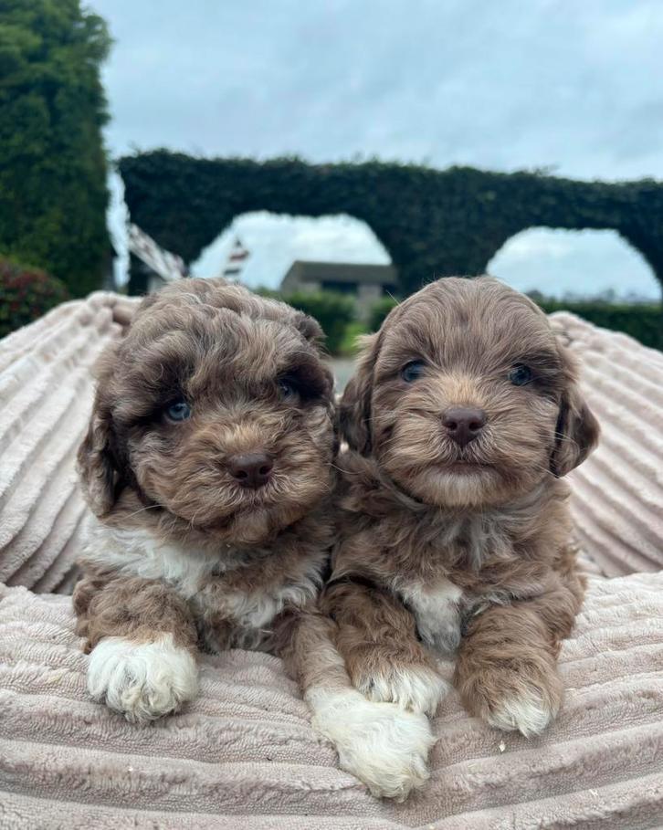 Boomer x Labradoodle mini pups, Dieren en Toebehoren, Honden | Chihuahua's en Gezelschapshonden, Meerdere dieren, Overige rassen