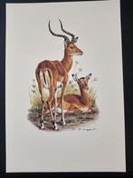 Impala, Verzenden, 1980 tot heden, Zo goed als nieuw, Dier
