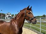3 Jarige dressuur hengsten te koop!, Dieren en Toebehoren, Paarden, Hengst, Dressuurpaard, 3 tot 6 jaar