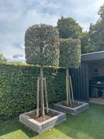 Steeneiken op stam, Tuin en Terras, Planten | Bomen, Ophalen, Zuilboom