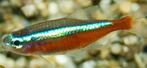 Kardinaal Tetra | Paracheirodon Axelrodi, Vis, Zoetwatervis, Schoolvis