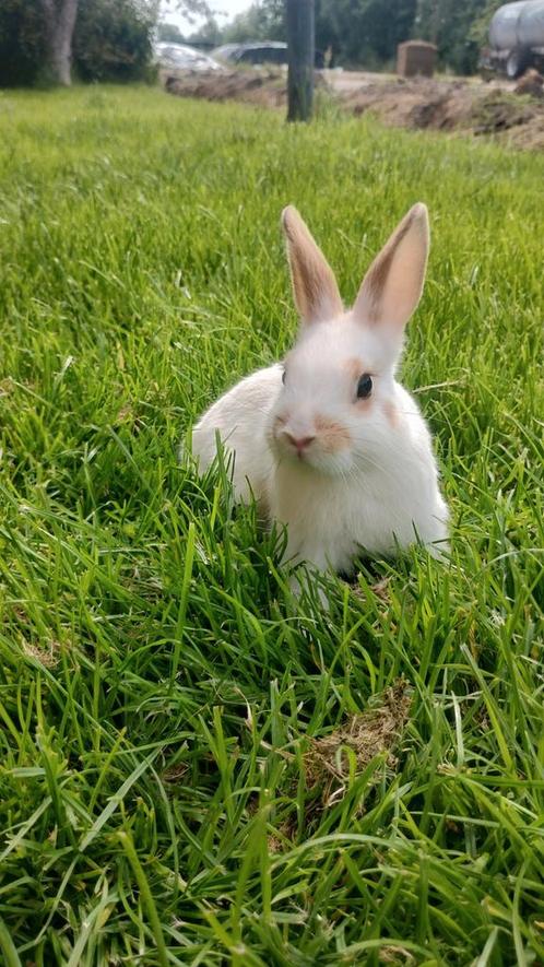 Jonge dwergkonijntjes, Dieren en Toebehoren, Konijnen, Dwerg, Meerdere dieren, 0 tot 2 jaar