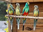 Veelkleuren parkiet, Dieren en Toebehoren, Vogels | Parkieten en Papegaaien, Meerdere dieren, Parkiet