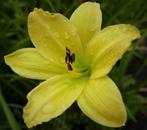 Daglelie te koop aangeboden, Tuin en Terras, Planten | Tuinplanten, Volle zon, Vaste plant, Zomer, Ophalen