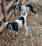 Nubische (bok)lammeren te koop, Dieren en Toebehoren, Schapen, Geiten en Varkens, Meerdere dieren, 0 tot 2 jaar, Geit