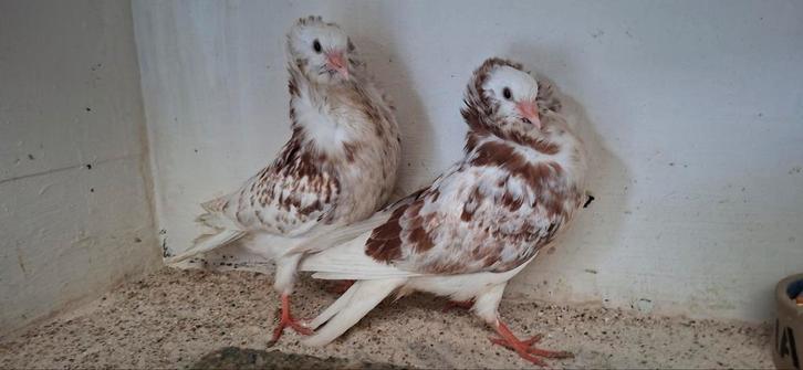 Te koop sierduiven Oudhollands kapucijnen duiven, Dieren en Toebehoren, Vogels | Overige Vogels, Meerdere dieren