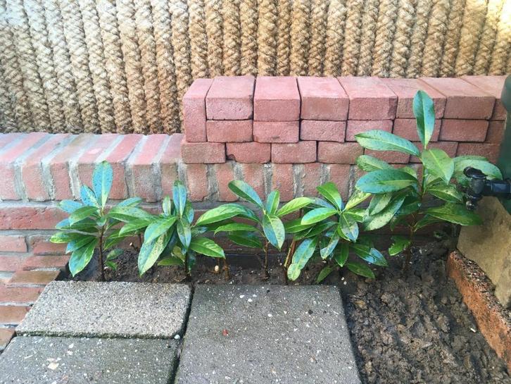 Portugese Laurier, jonge planten tot hoogte 30 cm, Tuin en Terras, Planten | Struiken en Hagen, Laurier, Minder dan 100 cm, Ophalen