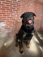 Prachtige grote rottweiler teef, April, Vrouwelijk