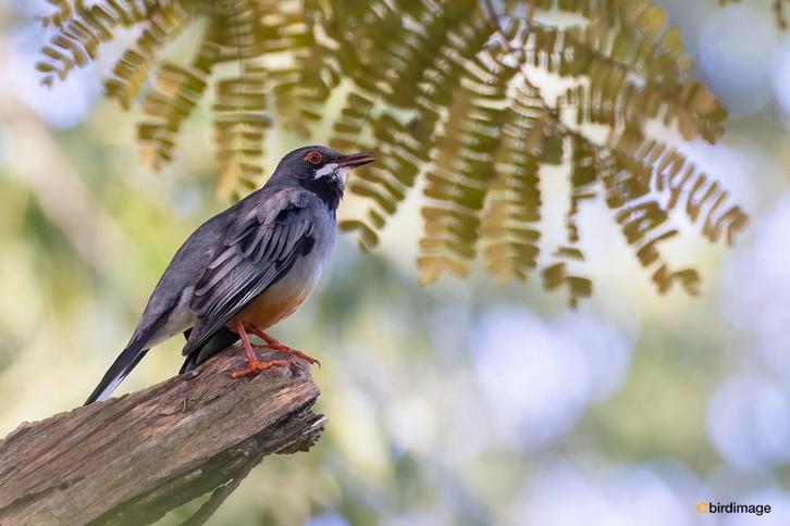 Roodpoot Lijsters, Dieren en Toebehoren, Vogels | Overige Vogels, Tropenvogel, Mannelijk, Geringd
