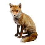 Prachtige opgezette vos te koop!, Verzamelen, Ophalen of Verzenden, Nieuw, Wild dier, Opgezet dier