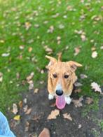 Medium kruising collie x herder pups 4 maanden, Dieren en Toebehoren, Particulier, Rabiës (hondsdolheid), 15 weken tot 1 jaar