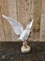 opgezette witte duif``WOONWINKEL RUSTIEK``, Verzamelen, Dierenverzamelingen, Ophalen of Verzenden, Vogel, Opgezet dier
