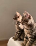 Twee lieve broertjes zoeken een nieuw thuis, Kater, Ontwormd, 0 tot 2 jaar