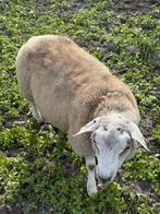 Dekram te koop, Mannelijk, Schaap, 0 tot 2 jaar